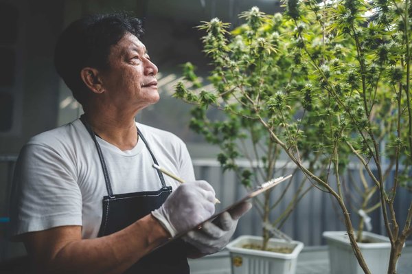 Achat sur le boulevard des produits CBD par chers : quels en sont les intérêts ?